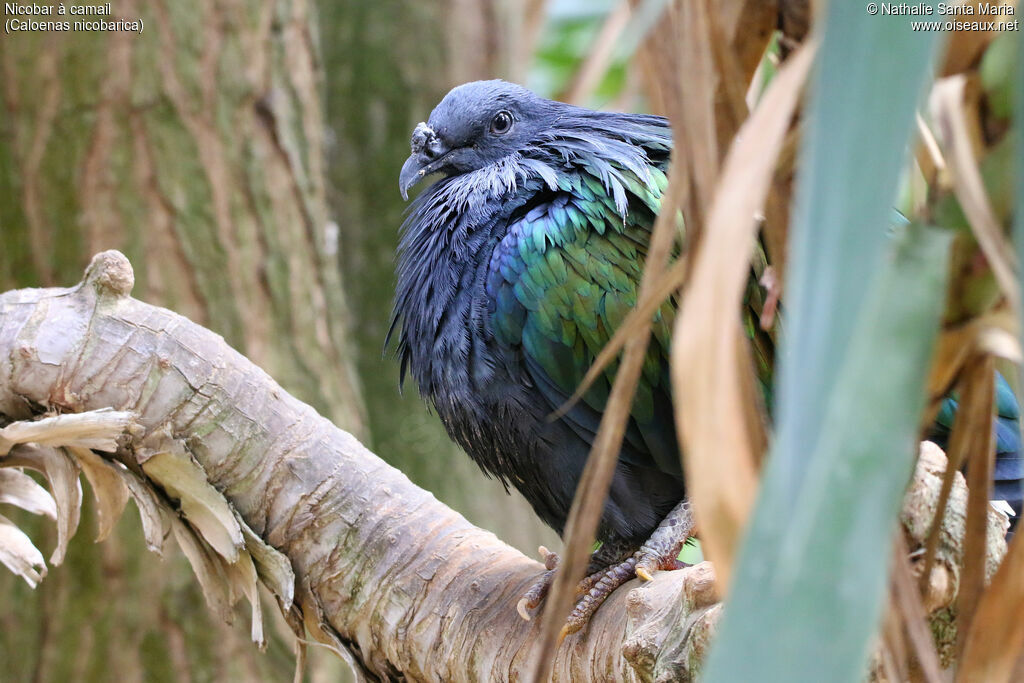 Nicobar Pigeonadult, identification