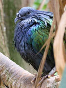 Nicobar Pigeon