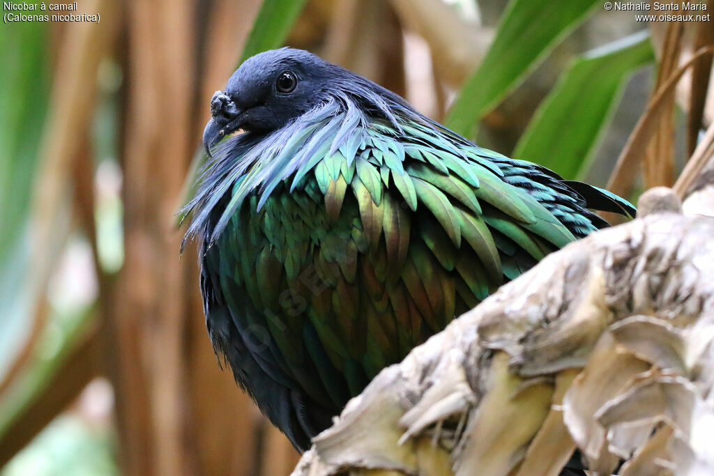 Nicobar Pigeonadult, identification