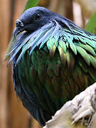 Nicobar Pigeon