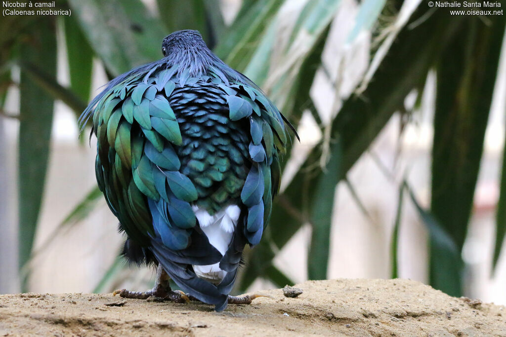 Nicobar Pigeonadult, identification