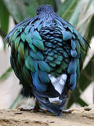 Nicobar Pigeon