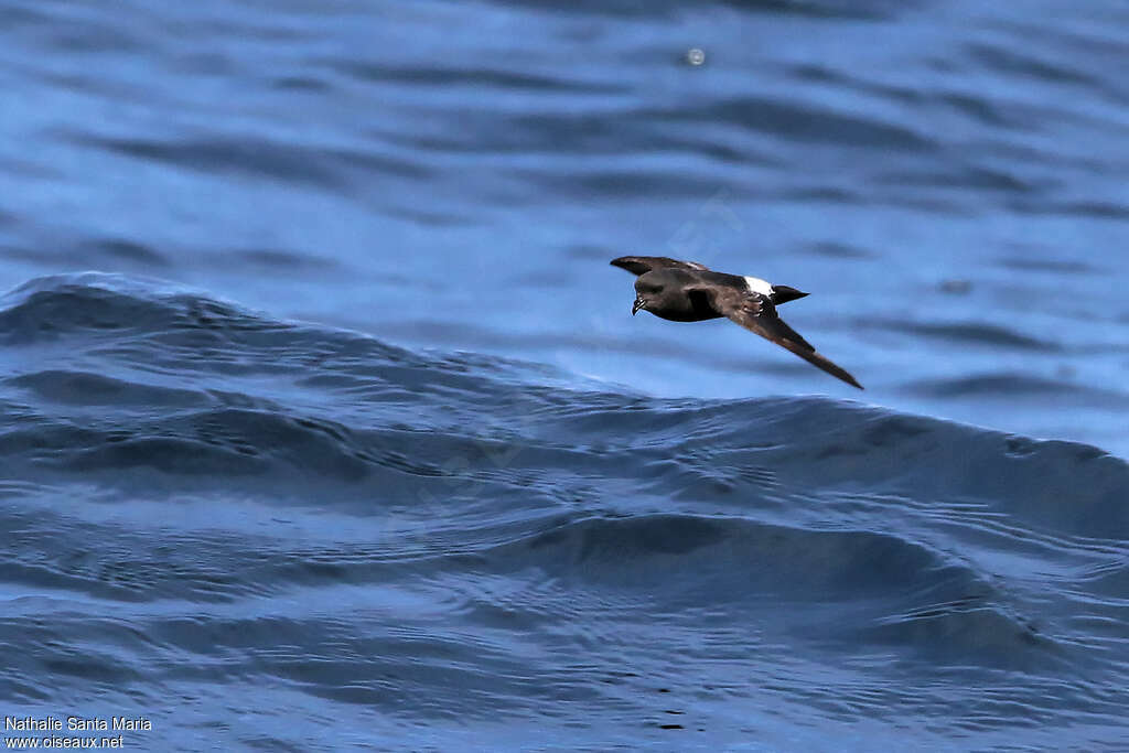 European Storm Petreladult, habitat, Flight