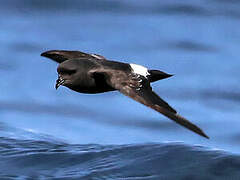 European Storm Petrel