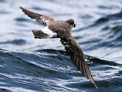 European Storm Petrel