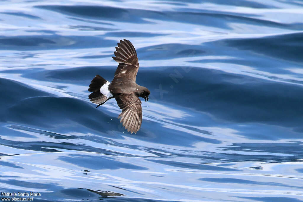 European Storm Petreladult, pigmentation, Flight, fishing/hunting