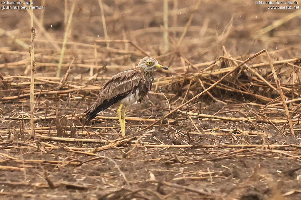 Œdicnème criard adulte, identification
