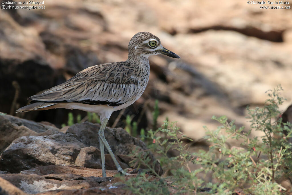 Oedicnème du Sénégaladulte, identification, habitat