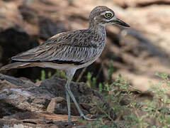 Senegal Thick-knee