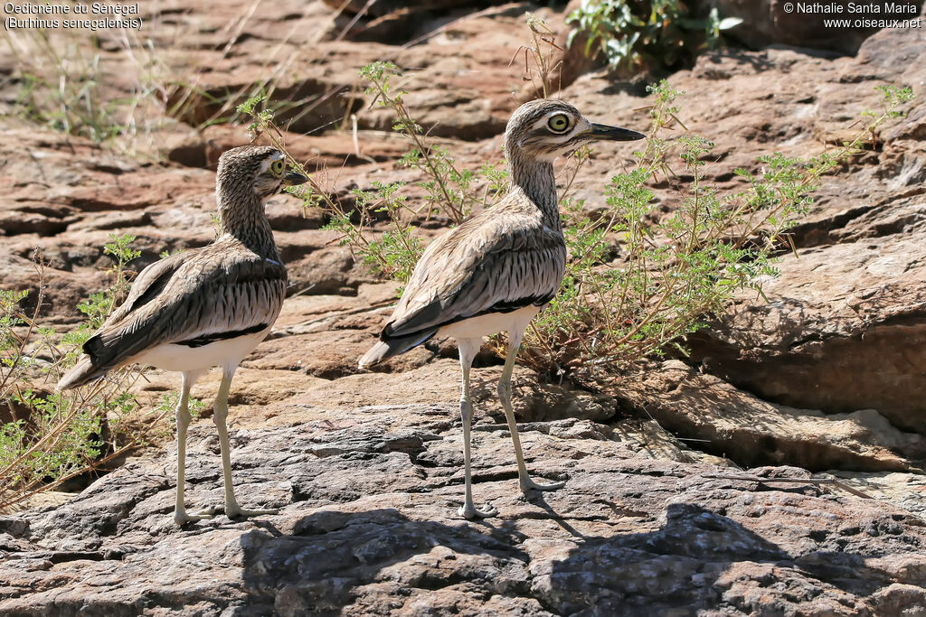 Oedicnème du Sénégaladulte, identification, habitat, marche