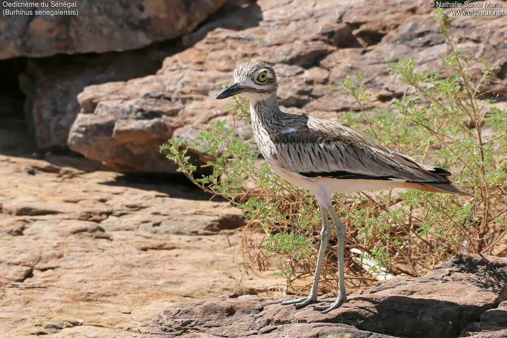 Oedicnème du Sénégaladulte, identification, habitat