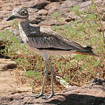 Oedicnème du Sénégal