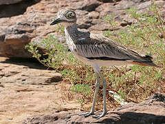 Senegal Thick-knee