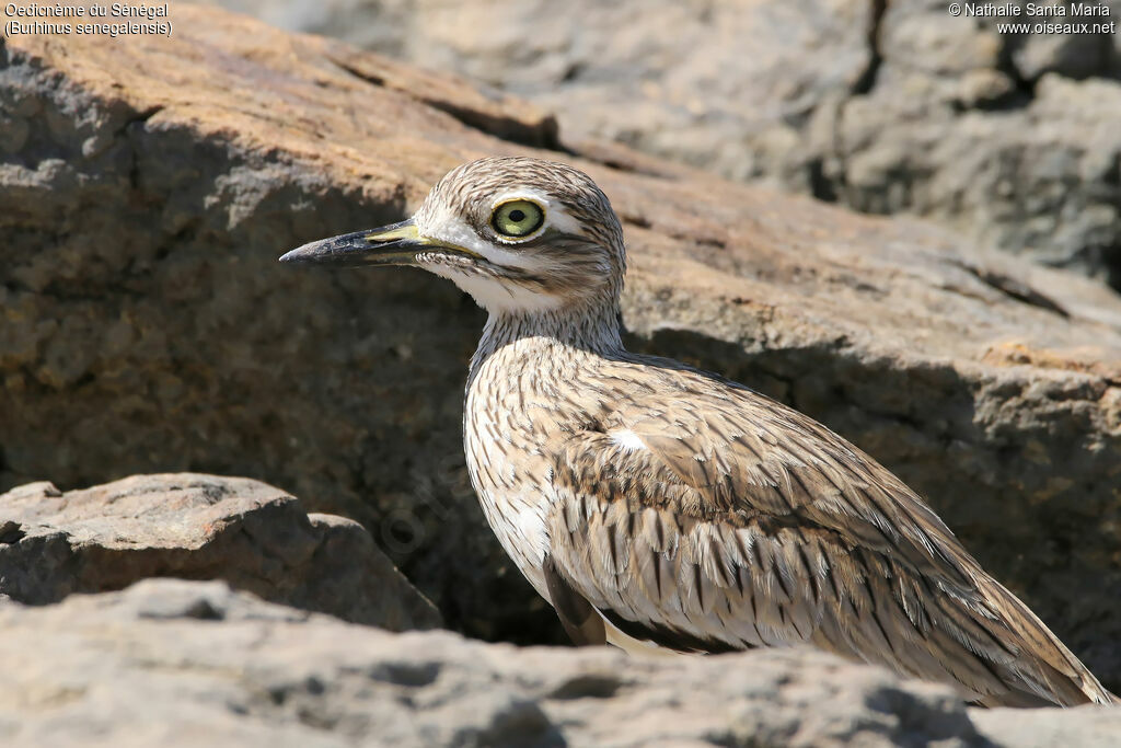 Oedicnème du Sénégaladulte, identification, portrait