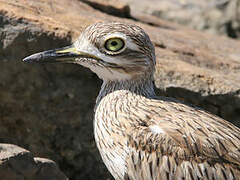 Senegal Thick-knee