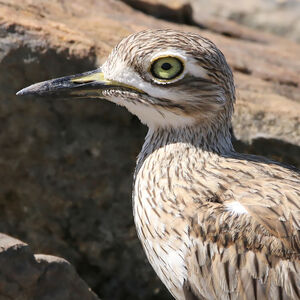 Oedicnème du Sénégal