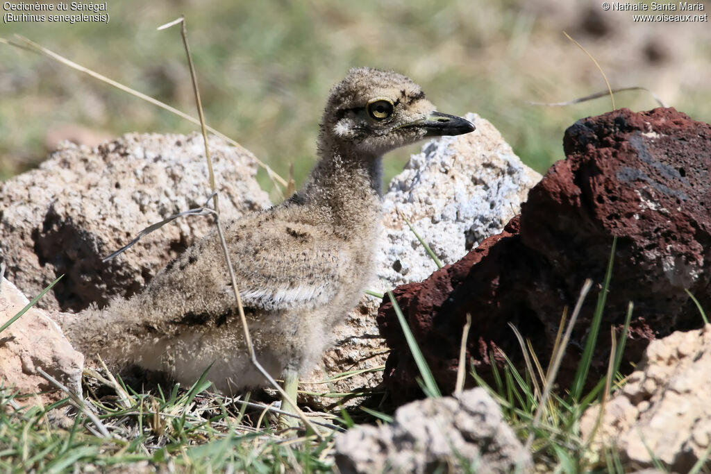 Oedicnème du SénégalPoussin, identification, habitat, camouflage