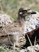 Senegal Thick-knee