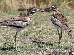 Senegal Thick-knee