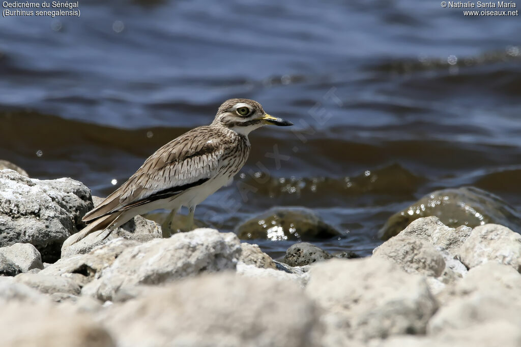 Oedicnème du Sénégaladulte, identification, habitat