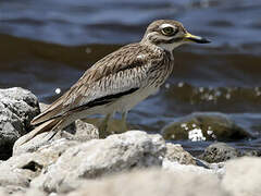 Senegal Thick-knee