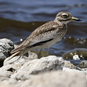 Oedicnème du Sénégal