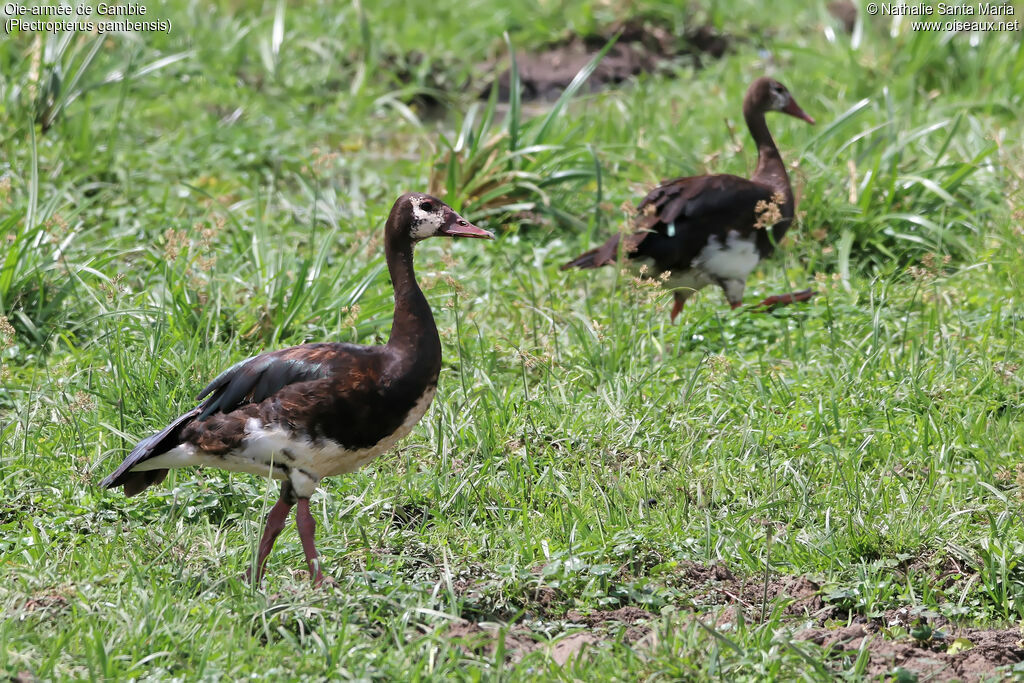 Oie-armée de Gambieimmature, identification, habitat, marche