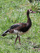 Spur-winged Goose