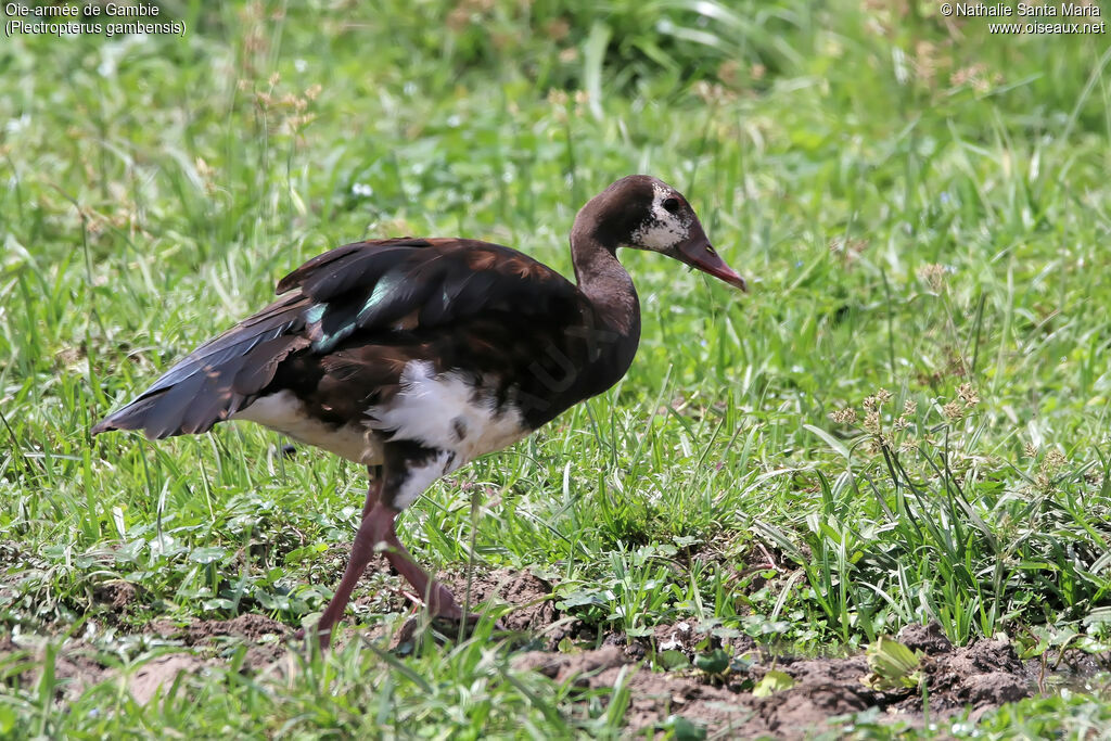 Oie-armée de Gambieimmature, identification, habitat, marche