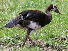 Spur-winged Goose