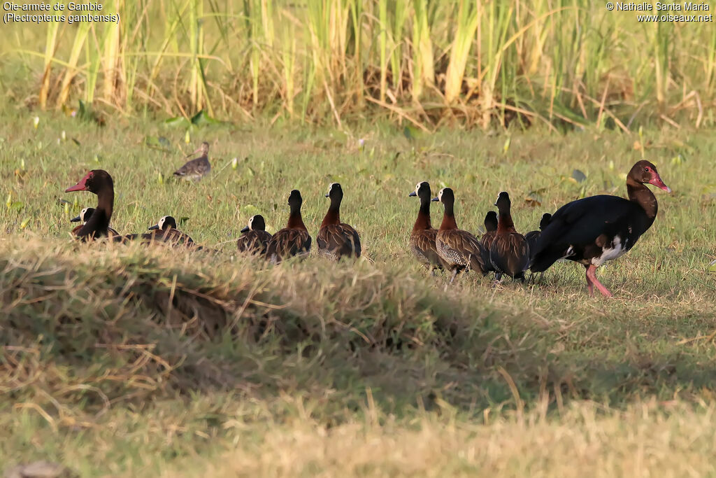 Oie-armée de Gambieadulte, identification, habitat