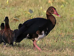 Spur-winged Goose