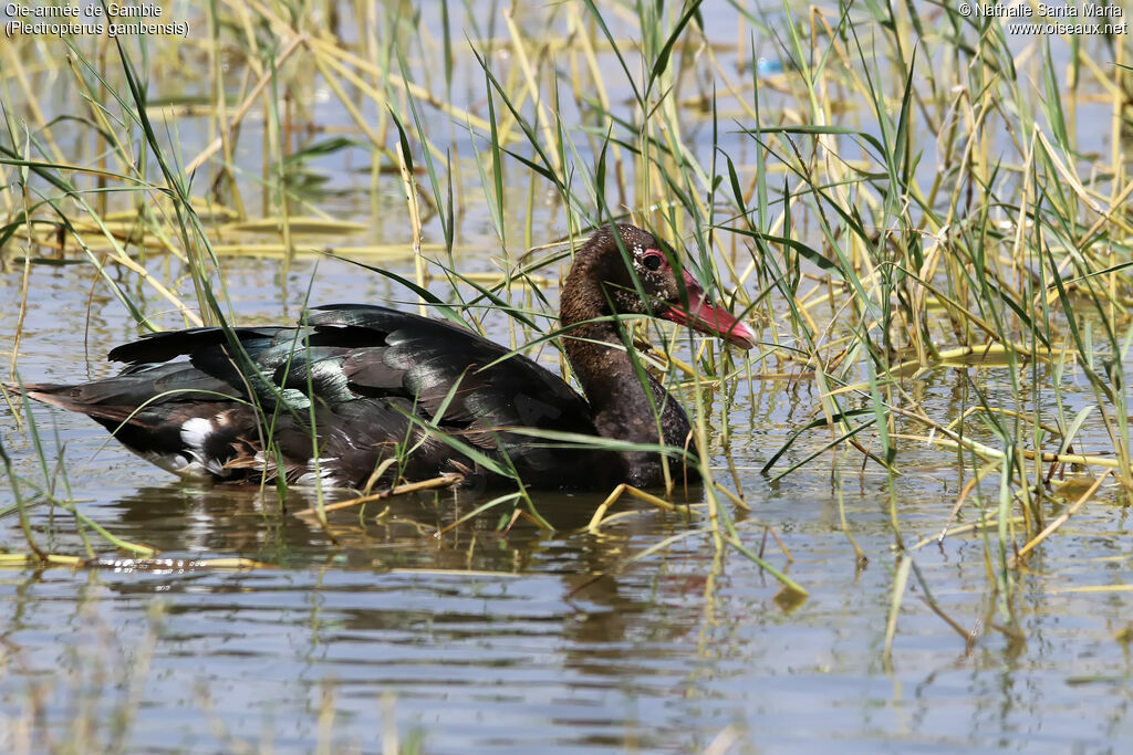 Oie-armée de Gambieadulte, identification, habitat, nage