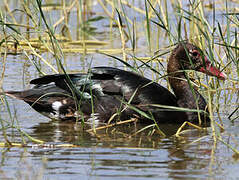 Spur-winged Goose