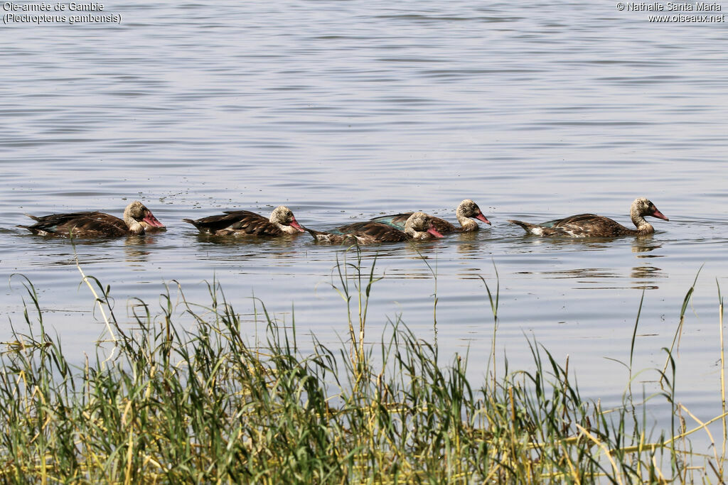 Oie-armée de Gambieimmature, identification, habitat, nage