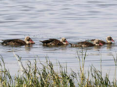 Spur-winged Goose