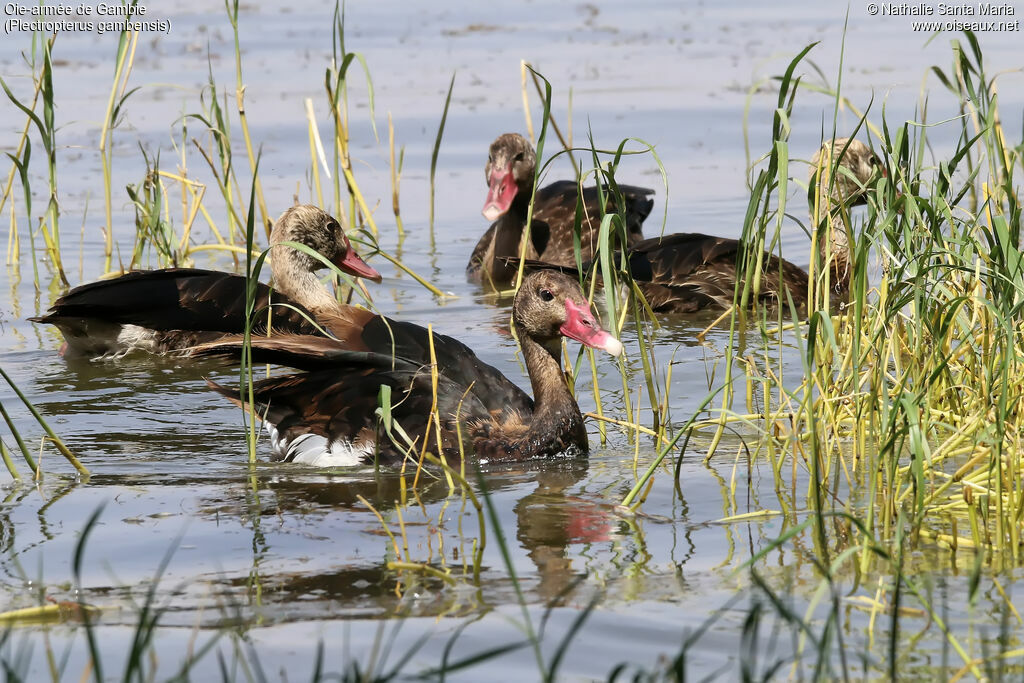 Oie-armée de Gambieimmature, identification, habitat, nage