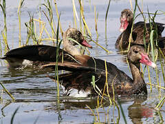 Spur-winged Goose