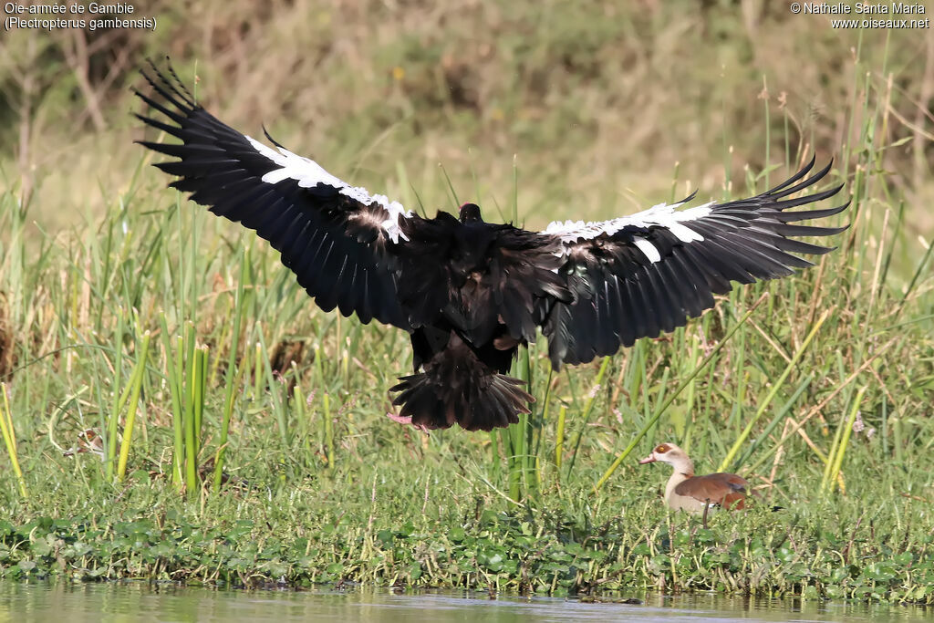 Spur-winged Gooseadult, habitat, Flight