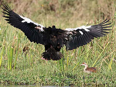 Spur-winged Goose