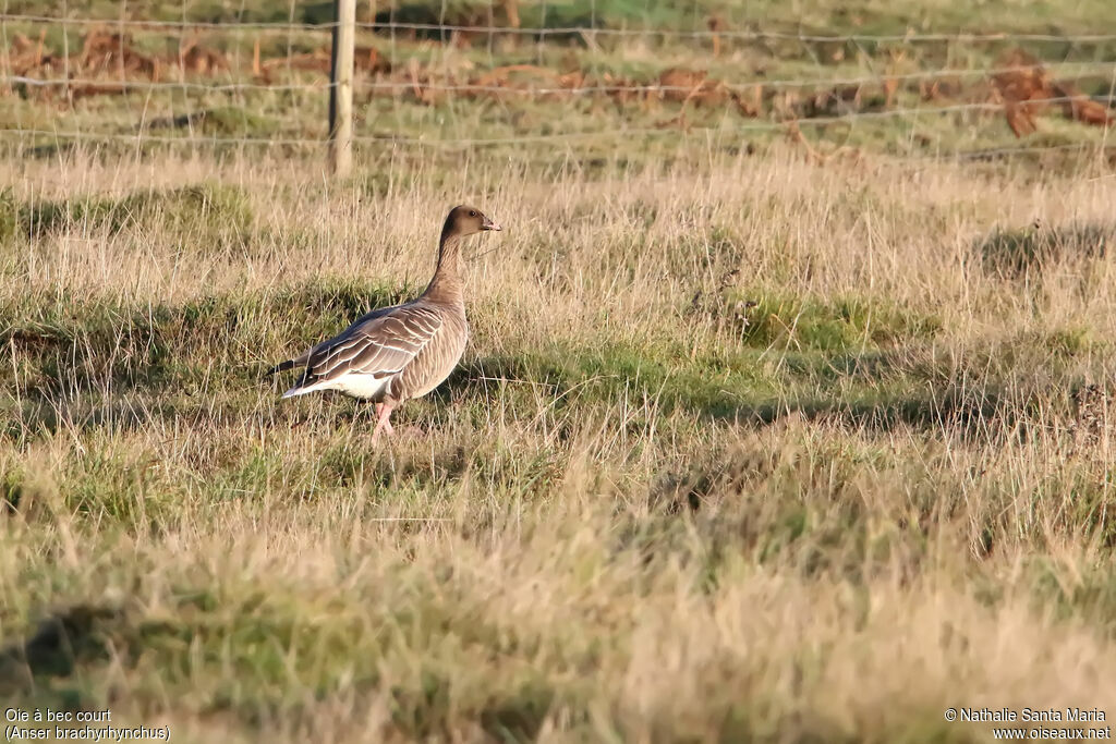 Pink-footed Gooseadult, identification, walking