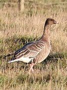 Pink-footed Goose