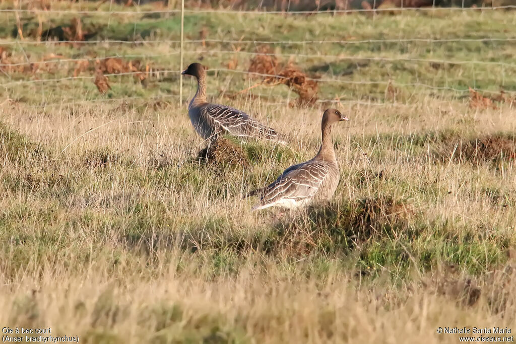 Pink-footed Gooseadult, identification, walking