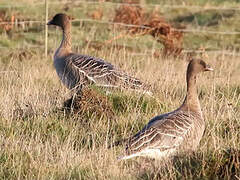 Pink-footed Goose