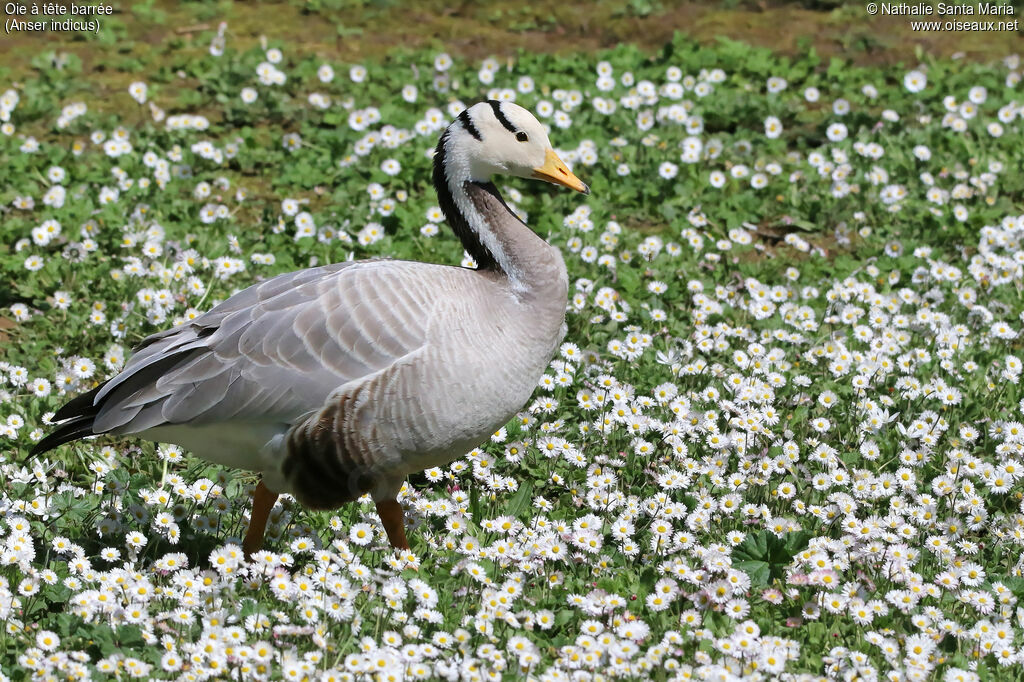 Oie à tête barréeadulte, identification, marche