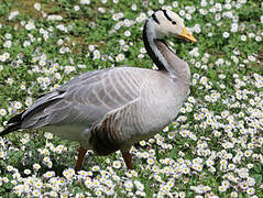 Bar-headed Goose