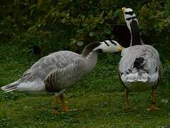 Bar-headed Goose