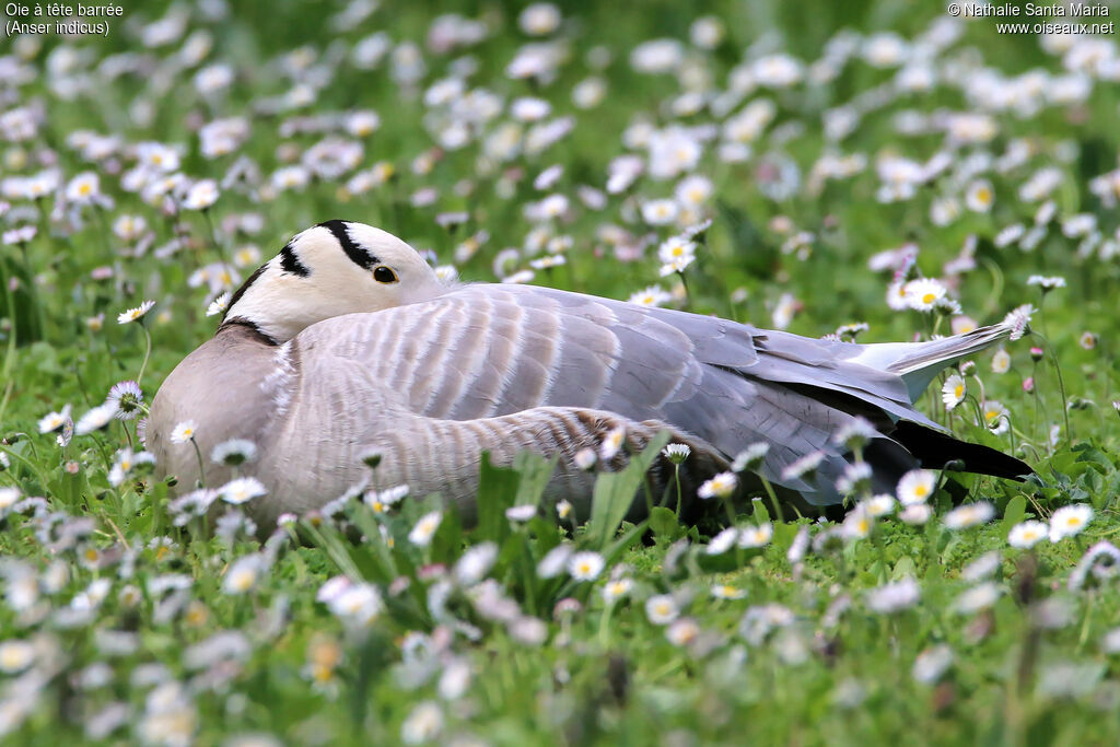 Bar-headed Gooseadult, identification, Behaviour