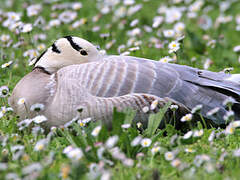 Bar-headed Goose