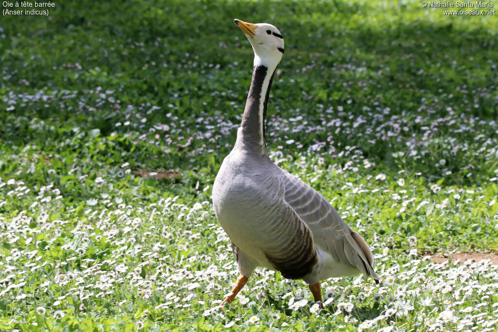 Oie à tête barréeadulte, identification, marche